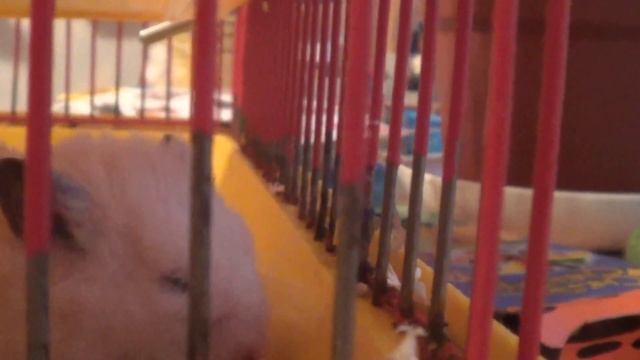 хомяк зевает)))) смотреть онлайн