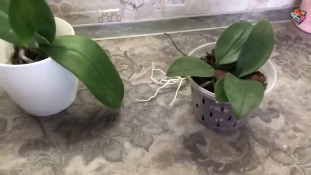 Посадка орхидей в мох, ЗА или ПРОТИВ? смотреть онлайн