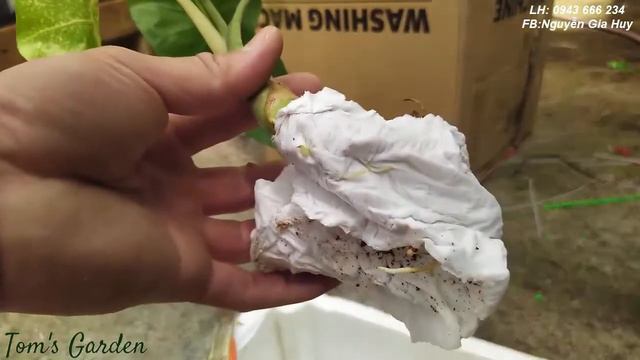 Tiếp tục về thêm 2 em ráy rừng Việt Nam alocasia odora mint смотреть онлайн