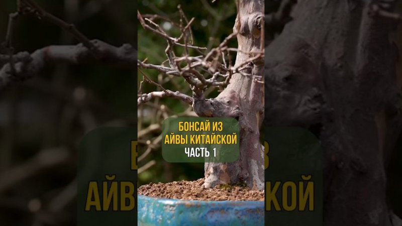 БОНСАЙ ИЗ АЙВЫ КИТАЙСКОЙ. Часть 1