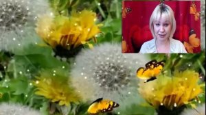 Бабочка на Эхинацее ? Холодный фарфор ? Мастер-класс