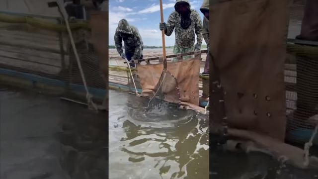 Вот такие огромные осетры водятся в Астраханских реках. #shorts #short #shortvideo #fishing ￼