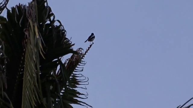 Sony HX400V Zoom Test смотреть онлайн