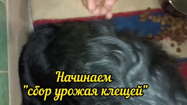 Не теряем надежды, что собака встанет после ДТП. Пальма-спинальница или всё же нет?Помощь животным