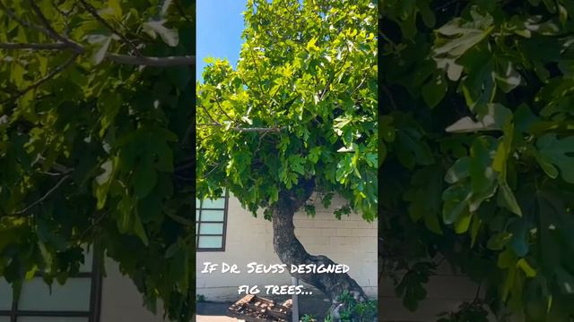 Fig Hunters - Dr. Seuss’ fig tree