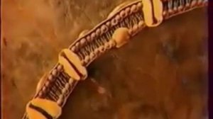 Строение плазматической мембраны клетки