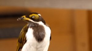 Juvenile Blue-faced Honeyeater (Entomyzon cyanotis), Blauohr-Honigfresser - Jungvogel [3]