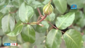 Руки садовода – как продлить цветение роз