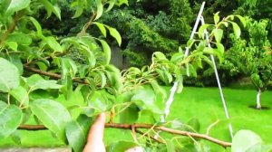 Отгибание ветвей груши вместо обрезки. Альтернатива летней обрезке.