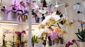 Природные фаленопсисы Цветение