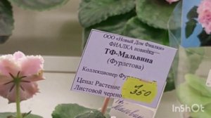 11.09.23./НОВИНКИ/Выставка фиалок в Доме фиалок#выставка#фиалки#домфиалок#