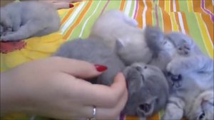 Шотландские Вислоухие Котята / Какими будут ушки !!!!