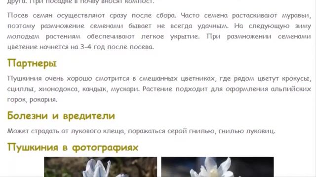 Пушкиния Красивые растения для дома и сада