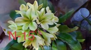 Кливия. Проращивание семян. Уход. Размножение.