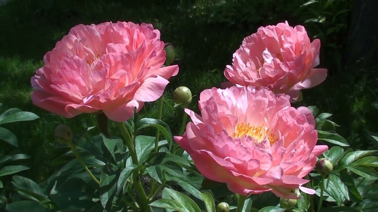 Пион Корал Сансет. Невозможно в него не влюбиться ! смотреть онлайн