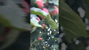 Яблоня сорта Боровинка - сладкая, сочная, отлично подходит для заготовок. Показываю дерево и плоды