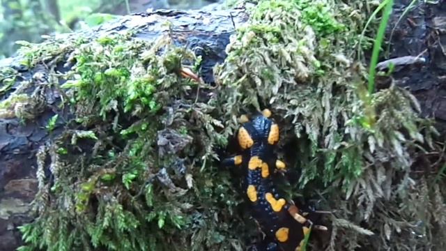 Blind salamander смотреть онлайн