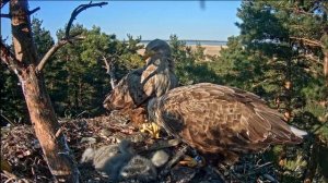 Орлан белохвостый крупнейший хищник планеты  / 3