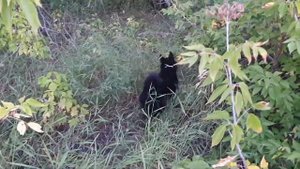 русско европейская лайка 5 месяцев ( обучения кровяному следу)