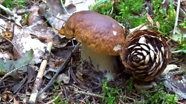 Белые грибы боровики Грибная охота 2021 Ленобласть. Boletus mushrooms 2021. смотреть онлайн