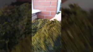 Стабилизация мха.Спустя 2 недели вынимаю из раствора  #мох #фитодизайн #стабилизация