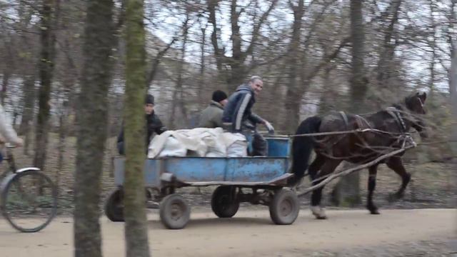 Экотранспорт в Аскании-Нова