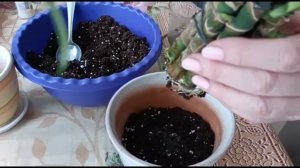 ДРАЦЕНА ДЕРЕМСКАЯ. ПОСАДКА ПРОРОСШИХ МАКУШЕК И СТЕБЛЕВЫХ ЧЕРЕНКОВ. ВИДЕО №2