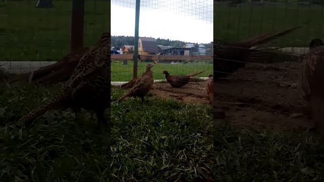 Фазаны собираются драться смотреть онлайн