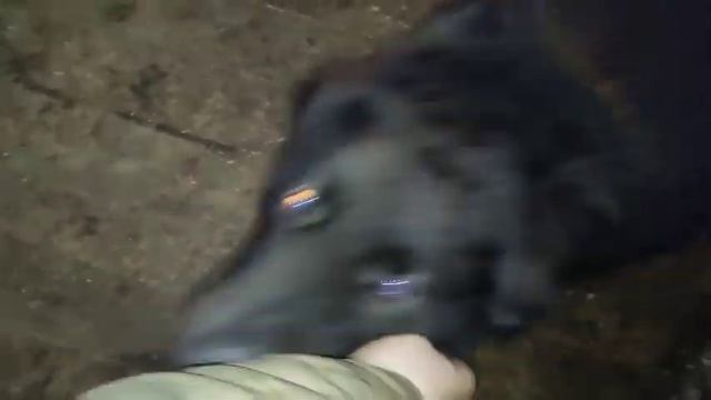 Мишины пятничные развлечения с Андреем) Приют для животных Сириус в Киевской области, 17 ноября смотреть онлайн