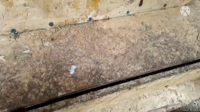 Что делать что бы куры не клевали яйца. Делаем гнезда с яйцеприёмником. Выходной дома.