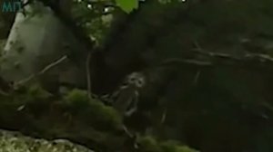 10 НАСТОЯЩИХ ГНОМОВ СНЯТЫХ НА КАМЕРУ