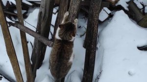 Толстый откормленный кот вышел из дома на прогулку. Кот Мурчик гуляет зимой.