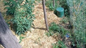 ПОДКОРМИТЕ ЭТИМ ВАШИ ОГУРЦЫ,ТОМАТЫ, БАКЛАЖАНЫ, ПЕРЦЫ И УРОЖАЙ ВАС ПРИЯТНО УДИВИТ