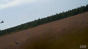 Охота на вяхиря Ч.1. Как правильно стрелять вяхиря. Видеопримеры.