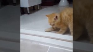 Шотландский прямоухий рыжий кот