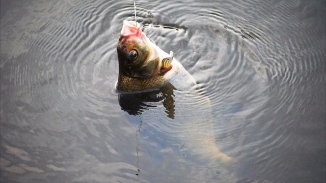"Блесна с цепочкой" что эта за снасть такая и почему ловит практически всегда? смотреть онлайн