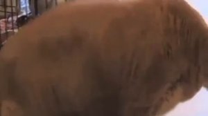 ТОЛСТЫЙ МОЙ ПРЕТОЛСТЫЙ МОЙ ЖИРНЫЙ КОТ!)