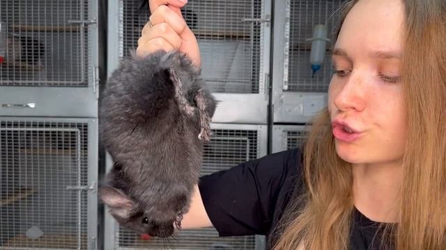 Как правильно выбрать шиншиллу? | Как купить не дикую шиншиллу?