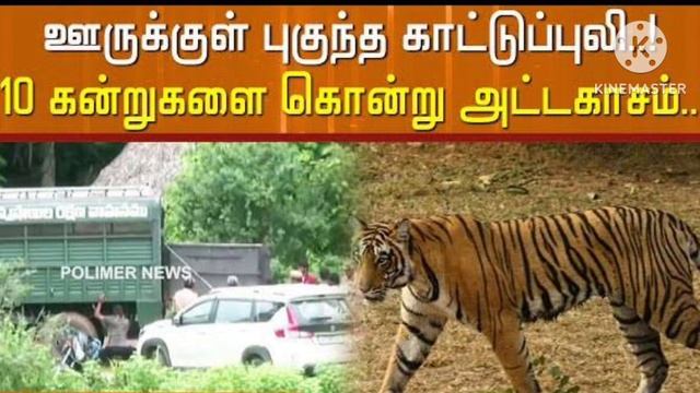 லாரி டிரைவரின் மலை பாம்பு