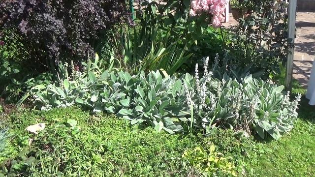 МНОГОЛЕТНИКИ для БОРДЮРА, для дорожек, вдоль заборов. Эффектные и неприхотливые.  Посадил и забыл!