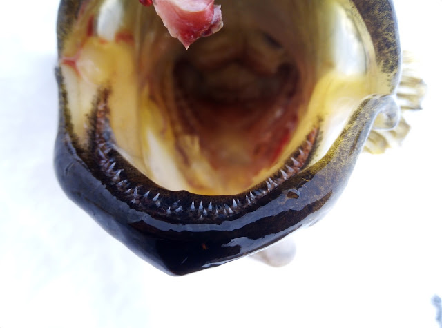 Ловля ротана. Зимняя рыбалка. В поисках трофея.