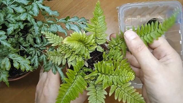 Папоротник посев спорами. смотреть онлайн