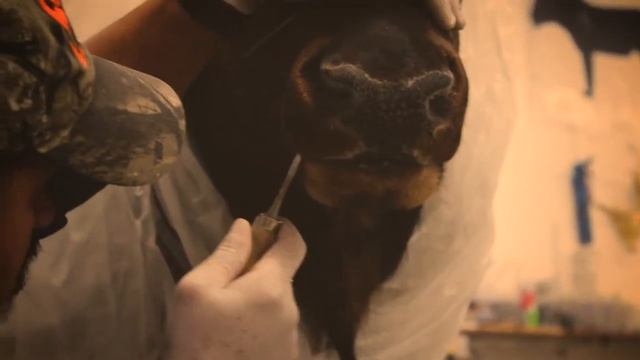 Animal Artistry - Artists at Work - Halloween Edition смотреть онлайн