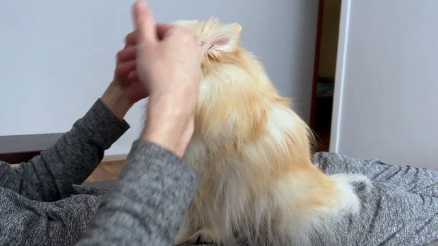 ? Померанские Шпицы Умные и Хитрые Собаки ?