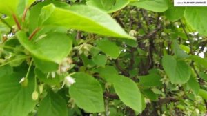 "ЖЕНЬШЕНЬ" в вашем саду - ЛИМОННИК  КИТАЙСКИЙ. Секреты успешного выращивания.