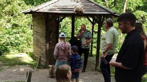 Очень наглые обезьяны