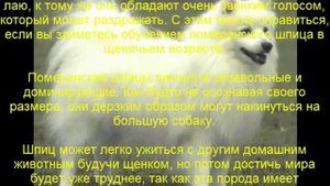 померанский шпиц описание породы содержание и уход