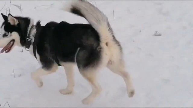 Шилопопики
