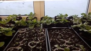 Атлет-мой отзыв о данном препарате для растений.