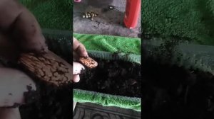 Персик из косточки на подоконнике. Палюбому будет.